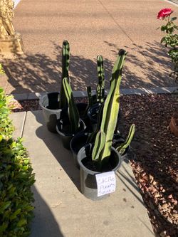 Cactus