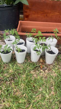 Tomatoes