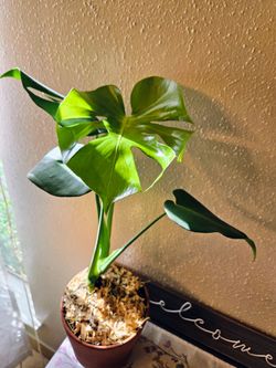 Monstera plant