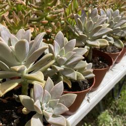 Succulent’s Plants 🪴 