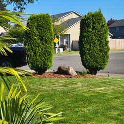 Free trees
