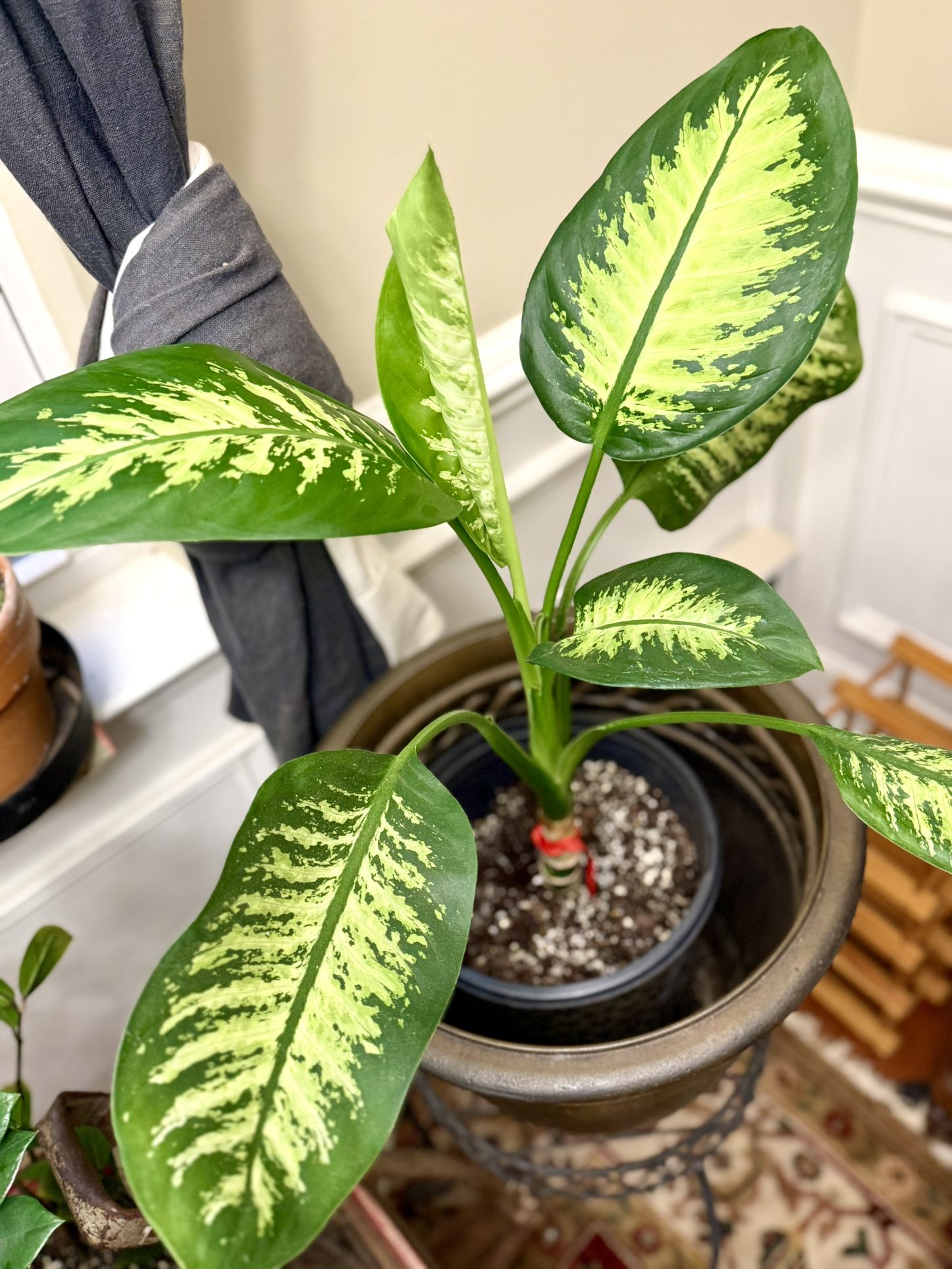 Large Dieffenbachia Plant For Sale