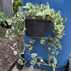 N'joy Pothos Plant In A 10" Hanging Planter