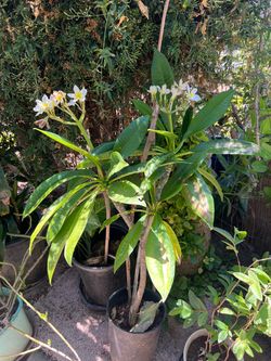Blooming Plumeria Plant in Pot