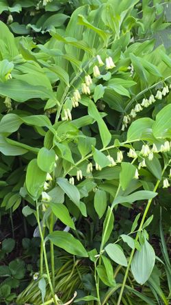 Free Live Solomon's Seal Plants.
