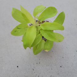 Philodendron Selloum Gold 