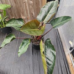 Philodendron Red Congo Live Plants 