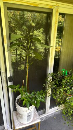 Plant of abanero and avocado hass