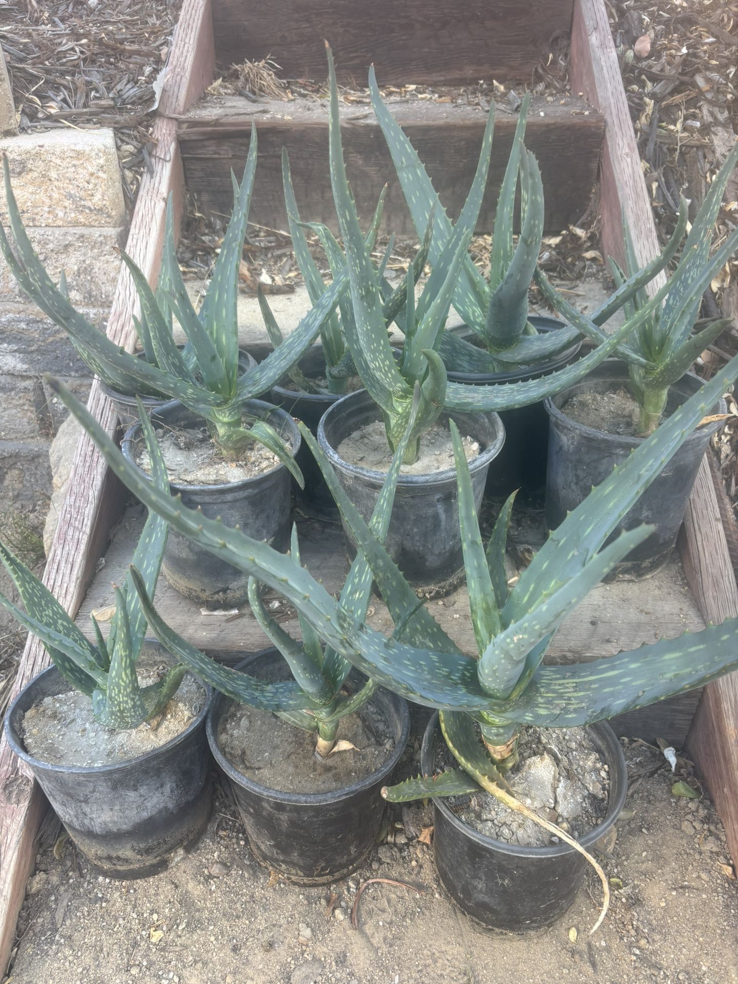 1 gallon aloe plants, fully rooted and ready to plant. cactus succulent