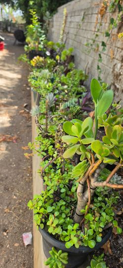 Plant sale