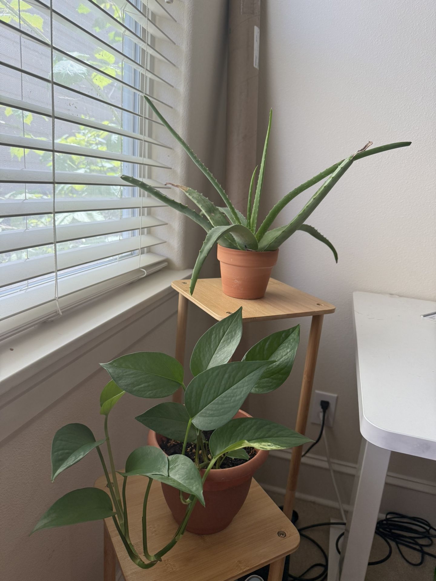 Aloe Plant With Pot 