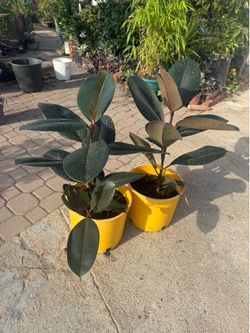 Rubber tree 25$ each