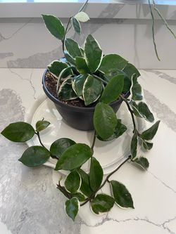 Hoya plant