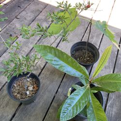 Pomegranate Fig Loquat 