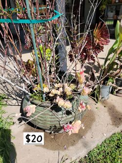 Big pot with purple flower plant and succulents