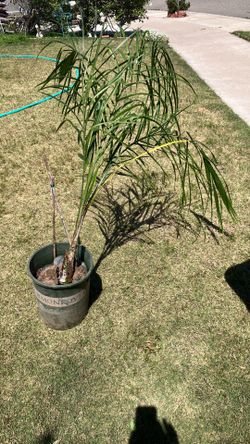 Starter palm trees 5 available 5 starter palm trees 20 each