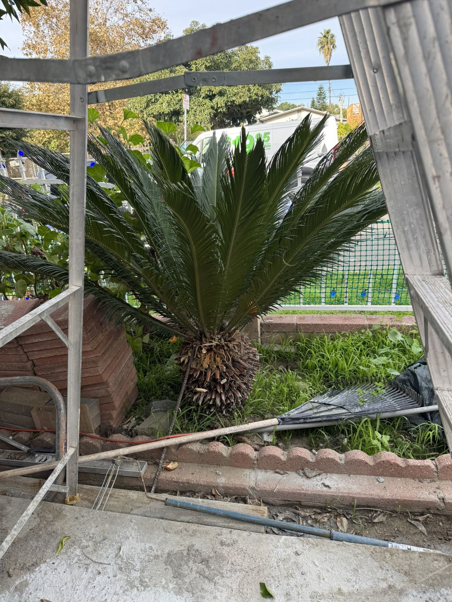Sago Palms Plants Palm Tree