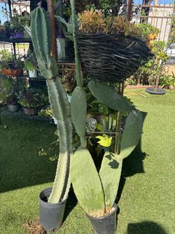 Tall cacti 🌵