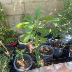 Avocado Plant