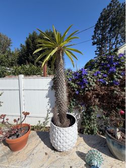 Blue columnar, Madagascar palm, silver torch