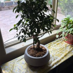 Beautiful Ficus Bonsai 13 Year Old, Repotted , Fed And Trimmed 3 Weeks Back