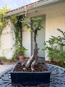 Mature Bougainvillea Bonsai in Glazed Ceramic Pot