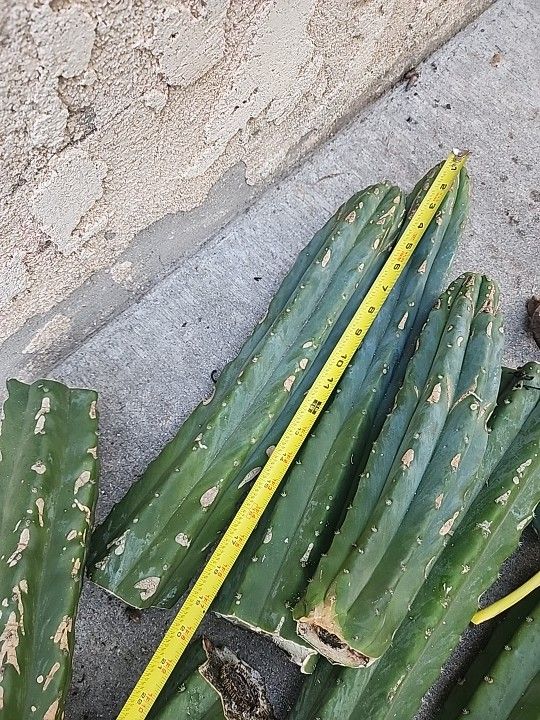 Echinopsis Catcus Cutting And Rooted