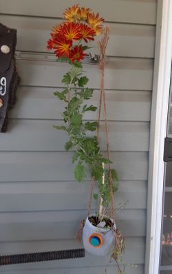 Hanging red mums & succulents
