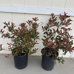 Red Tip Photinia Plant In 5gl