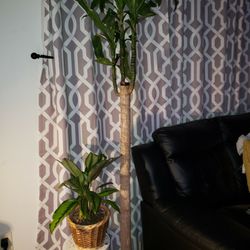 Dracaena Plant 2 Feet $30