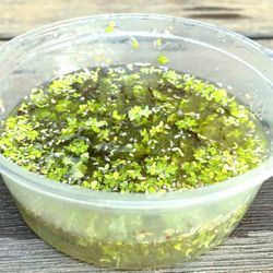 Duckweed