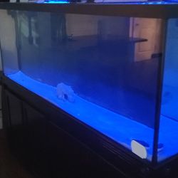 150 Gallon Aquarium $1300 OBO Pickup Only