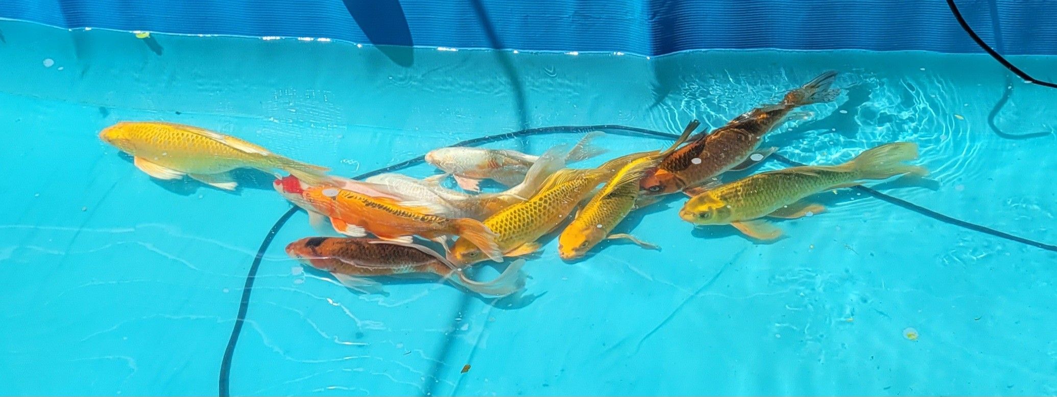 Butterfly Koi