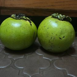 Black Sapote Fruits