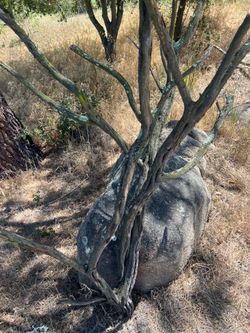 Chamise (hardwood) for reptile and or bird enclosure