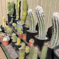 Cactus & Succulent Collection For Sale