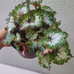 Begonia Rex