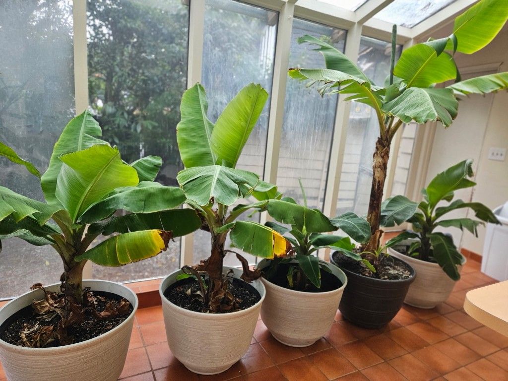 Dwarf  Cavindish Banana  Plants
