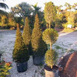 Eugenia Topiary Cone Shape FROM $55.00