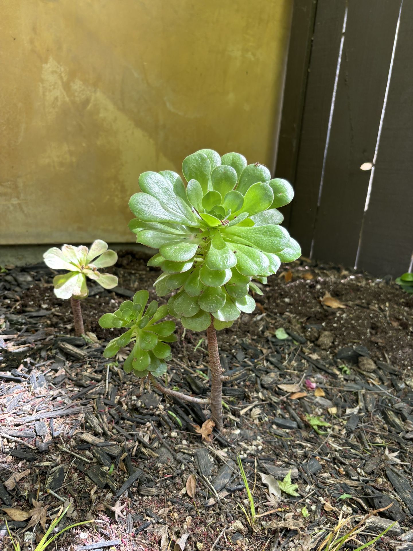 Individual Flower Succulents Sold In Single.