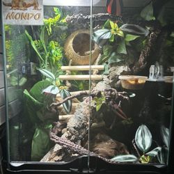 Reptile Setup For Sale(L!ve An!mal)