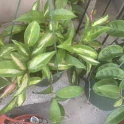 Different Hoyas And Other Plants