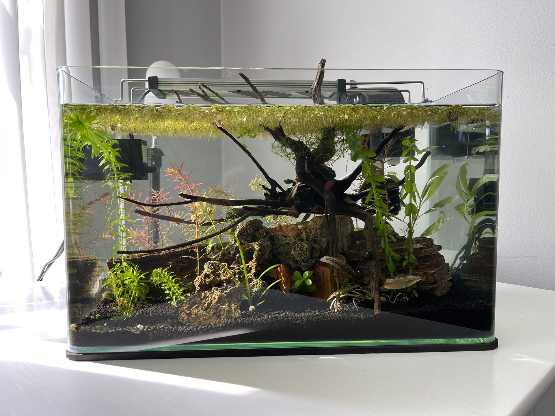 Beginner Floating Plants For Fish Tanks