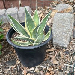 Agave