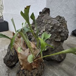🌿 Staghorn Fern – Large, Healthy Plant 🌿