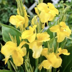 Yellow Canna Lily 3 Pups Shoots Live Plants