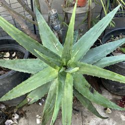 Aloe Vera