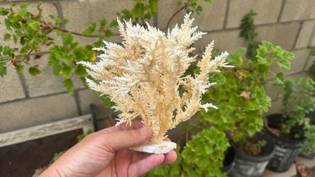 Dead coral decoration
