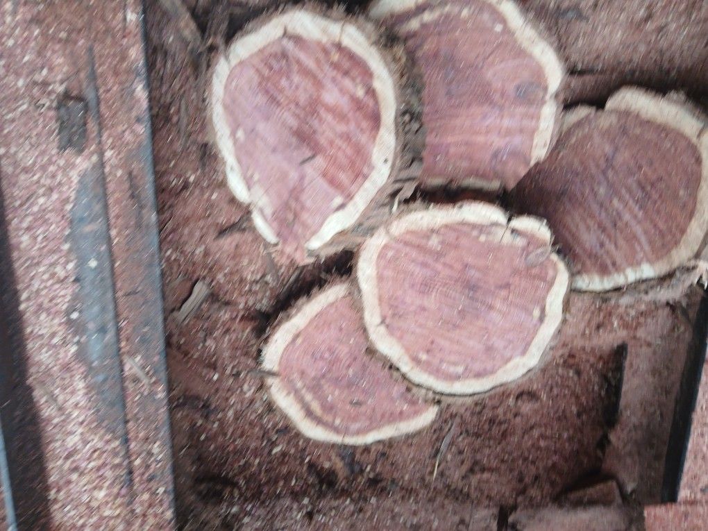 Red Cedar Slices