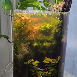 Small Size Decorative Glass Aquarium With Live Plants, Fish and Shrimps.